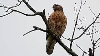 Large RedShouldered Hawk calling in my backyard [upl. by Wagstaff54]