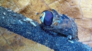 Syrphid Fly  Hover Fly Larva Emerging from Pupa and Preparing to Fly male Dioprosopa clavata [upl. by Anaynek]