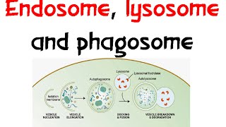 Endosome Lysozome and phagosome [upl. by Beitris]