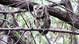 Eastern Screech Owl Calling [upl. by Ennovart]