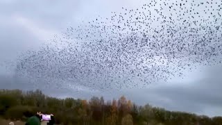 WATCH Starlings create murmurations captured over UK nature reserve [upl. by Mckenna]