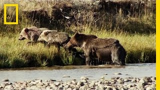 One Tough Mama Bear  Americas National Parks [upl. by Amalberga]