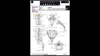 Coloring Anatomy Until I Match Ortho 3 Lumbar Sacral and Coccygeal Vertebrae [upl. by Nosam794]