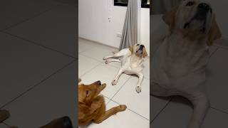 Dog training  obedience  dogobedience dogtraining pets [upl. by Aitnic115]