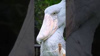 Rare Birds Sounds 😯  Shoebill  Cassowary  Ghost Bird  Ground Hornbill  White Bellbird [upl. by Kalvn]