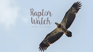 Raptor watch 2019  Tanjung Tuan [upl. by Arenat]