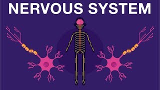 CNS Embryology [upl. by Yrred]