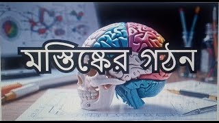 মস্তিস্কের গঠনপার্ট।মেডিকেল প্রিপারেশন। Brain StructureHSC Zoology [upl. by Siari867]