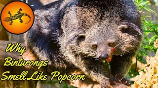 Why Do Binturongs Smell Like Popcorn [upl. by Mailiw]