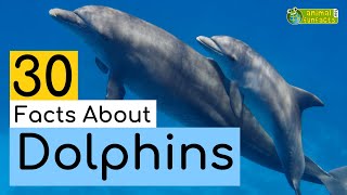 30 Facts About Dolphins 🐬  Learn All About Dolphins  Animals for Kids  Educational Video [upl. by Assetal768]