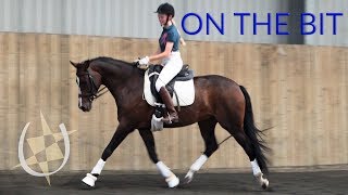 Dressage Training  Getting your horse on the bit [upl. by Anaillil325]