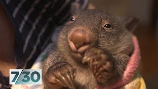 The volunteers saving orphaned baby wombats  730 [upl. by Reichert638]