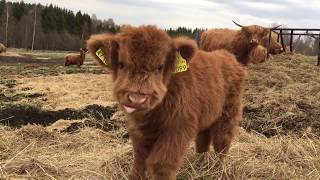 Scottish Highland Cattle In Finland Osku the fluffy calf always ready for some filming [upl. by Eus5]