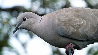 Bird Facts The Eurasian Collared Dove [upl. by Primrose]