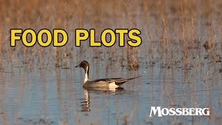 Food Plots For Ducks How To Plant Millet For Ducks and Waterfowl [upl. by Rebmaed670]