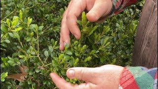 Leaf Miners on Boxwoods [upl. by Meier715]