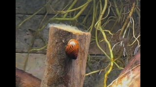 Nerite Snails [upl. by Ennoved]