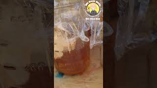 Mesmerizing Honey Extraction from a Flow Hive asmr honeybees [upl. by Aneev]