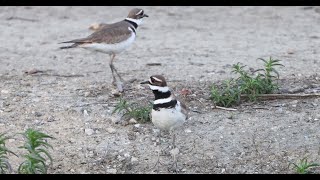 Killdeer  courting ritual [upl. by Rubie]