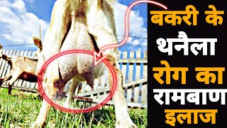 बकरी के थनेला रोग का देशी इलाज बिल्कुल फ्री  How to treat Mestitis in Goats  बकरी पालन Ep04 [upl. by Aon]