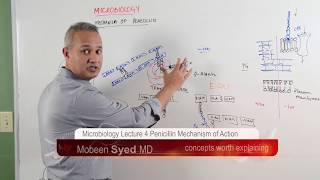 Microbiology Lecture 4 Penicillin Mechanism of Action [upl. by Allen840]