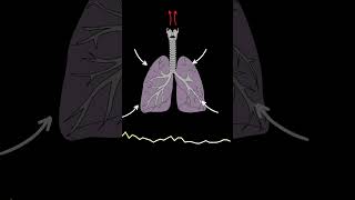 AUSCULTACIÓN PULMONAR Crepitantes ruidos pulmonares normales y anormales medicina shorts [upl. by Tiffie]