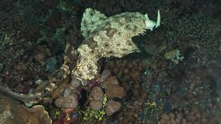 Wobbegong Shark eating a Black Tip Reef Shark [upl. by Senalda629]