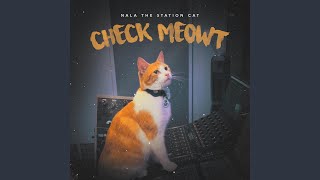 Check Meowt [upl. by Jodee]