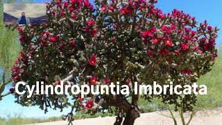 Drzewo Kaktusowe  Cylindropuntia Imbricata [upl. by Malinin]