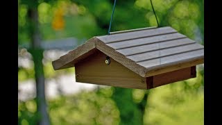 Wild Bird Centers Upside Down Suet Feeder [upl. by Valma]