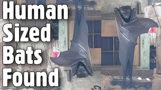 Human Sized Bats Have Been Found In The Philippines giant goldencrowned flying fox [upl. by Nezah]