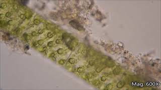 CLASS X BIOLOGY FRAGMENTATION IN SPIROGYRA [upl. by Droflim]