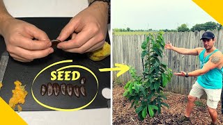 How to grow a paw paw tree from seed  Insane Rare Cold Hardy Fruit Tree You Must Grow  Part 1 [upl. by Pauletta]