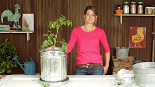 Trash Can Tomatoes  Planting and Growing Tomatoes with Emily Murphy [upl. by Euqimod848]