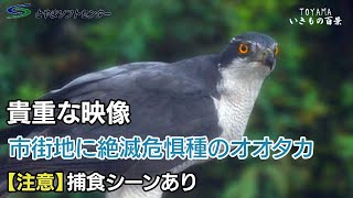 【視聴注意・捕食シーンあり】市街地で絶滅危惧のオオタカ～TOYAMAいきもの百景vol22021年9月撮影 [upl. by Anelim]