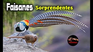 Faisanes mas Sorprendentes del Mundo El faisan maravilla [upl. by Ahseetal]