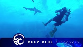 Oceanic whitetip shark bites divers leg [upl. by Asirralc619]