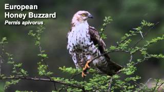 Buzzard  European Honey Buzzard  Bird Call Birdsong [upl. by Moreville]