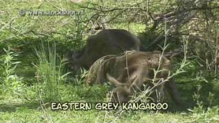 eastern grey kangaroo  macropus giganteus [upl. by Demmy]