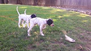 English Setter Training  Mac and Floyd at 3 months [upl. by Anisamot]