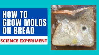 HOW TO GROW MOLDS  GROW MOLDS ON BREAD  BREAD MOLD EXPERIMENT [upl. by Rodl443]