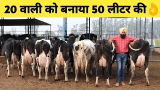 Top Quality HF Cows Dairy farm in Haryana IndiaHow increase MilkBuy Cow [upl. by Tserof]