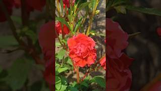 Red Balsam flower 😍❤️ Song Ek Din Aap  flowers balsam ekdinaap artistnamrata [upl. by Severn343]