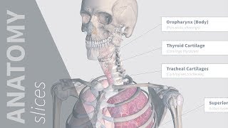 Points of Auscultation  Anatomy Slices [upl. by Zola194]