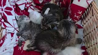 20230520 fostering day 009 basket babies pt 2 [upl. by Aynotahs257]