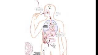 Echinococcus granulosus lecture [upl. by Ecnarolf]