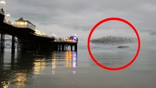 Mesmerising footage of starling murmuration in Brighton UK [upl. by Avivah]