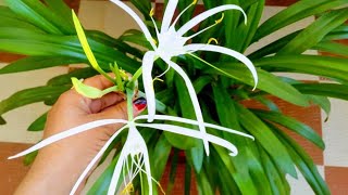 Complete care and propagation of white spider lily plantfull information about spider lily [upl. by Averill]