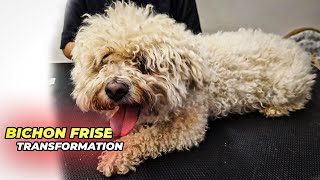 BICHON FRISE GROOMING Transformation [upl. by Ogait]