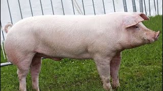 Danish Landrace Pig  Facts  All You Need To Know [upl. by Aretha260]